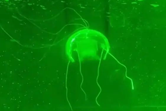 &ldquo;水下幽靈&rdquo;問(wèn)世！西工大研制透明仿生水母機(jī)器人：功耗僅28.5毫瓦